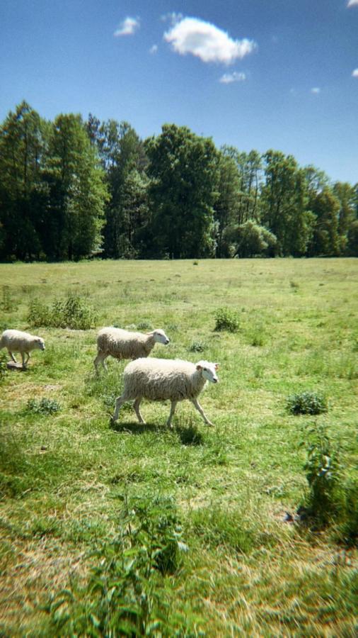 Domki Nad Pilica Krzetow Εξωτερικό φωτογραφία