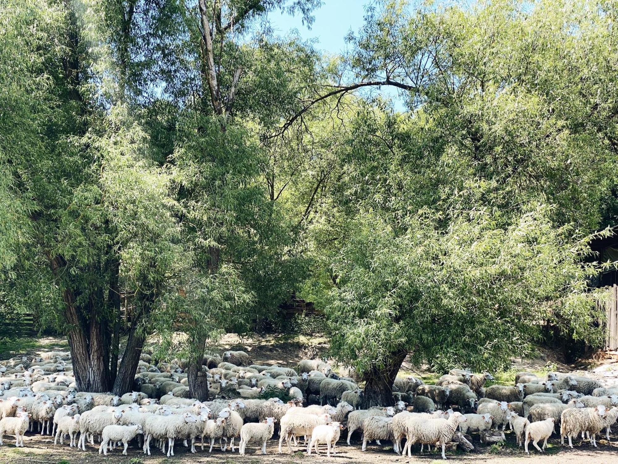 Domki Nad Pilica Krzetow Εξωτερικό φωτογραφία